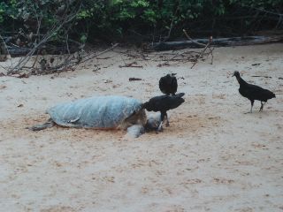 Gestrande schildpad op het strand