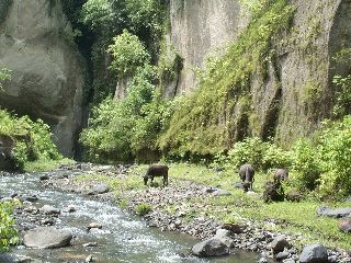 Grazende waterbuffels bij het riviertje in de kloof