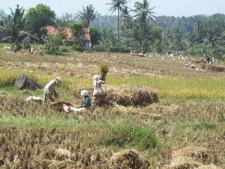 Het oogsten van de rijst